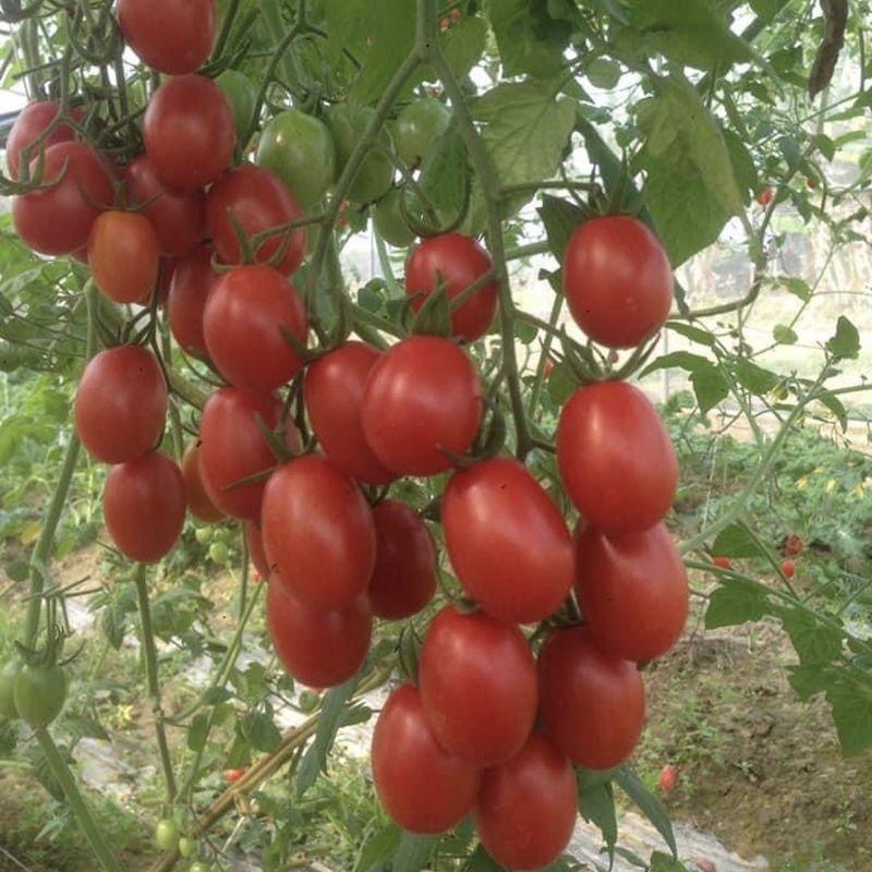 500g Phân bón NPK 16-16-16 nhập Nga. Công nghệ tháp cao tan nhanh