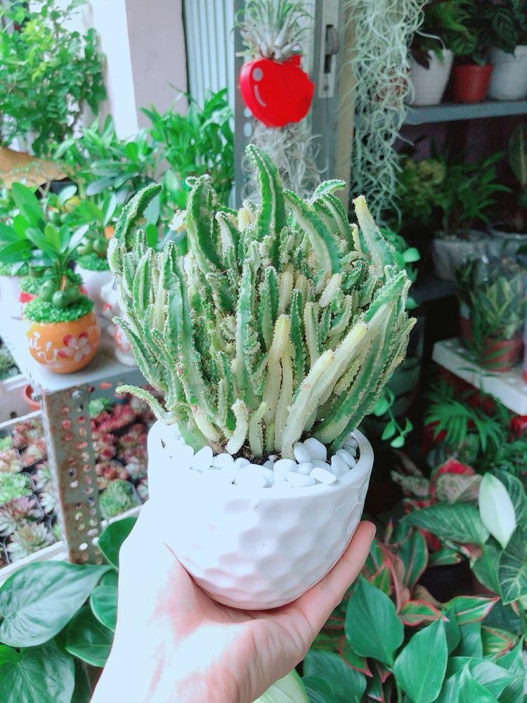 Chậu Cây Xương Rồng Thanh Sơn