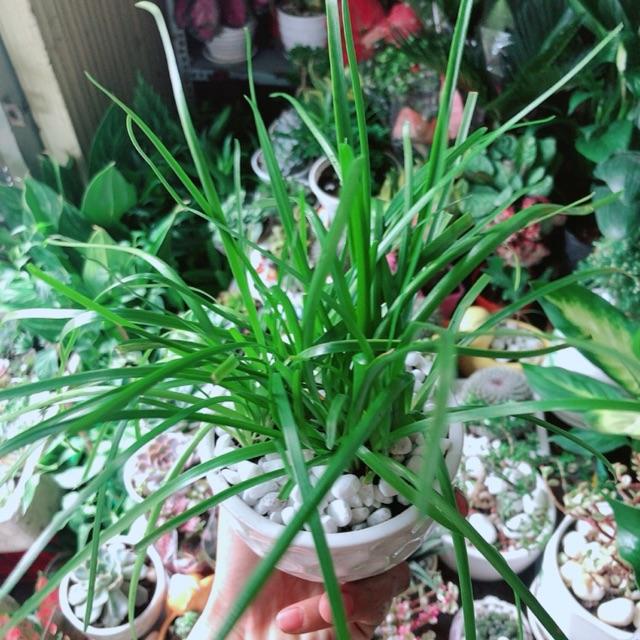 Chậu Cây Tóc Tiên