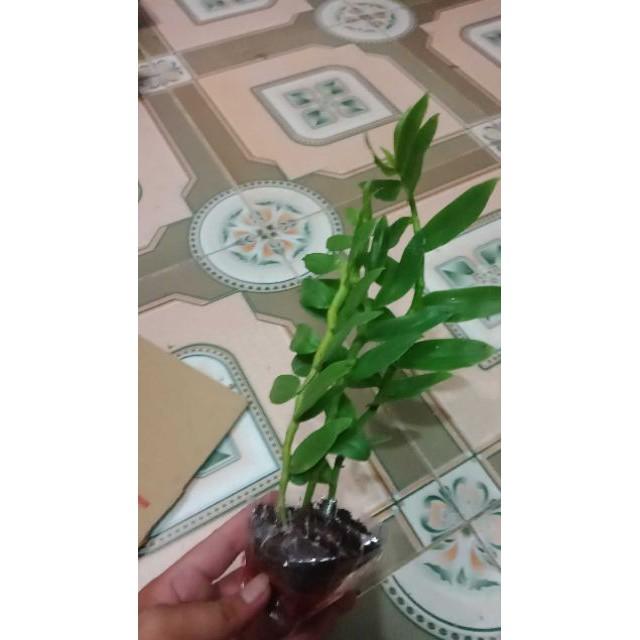 Kie PHi điệp 5ct cây giống dài 20cm liên hệ ngay để xem video chi tiết
