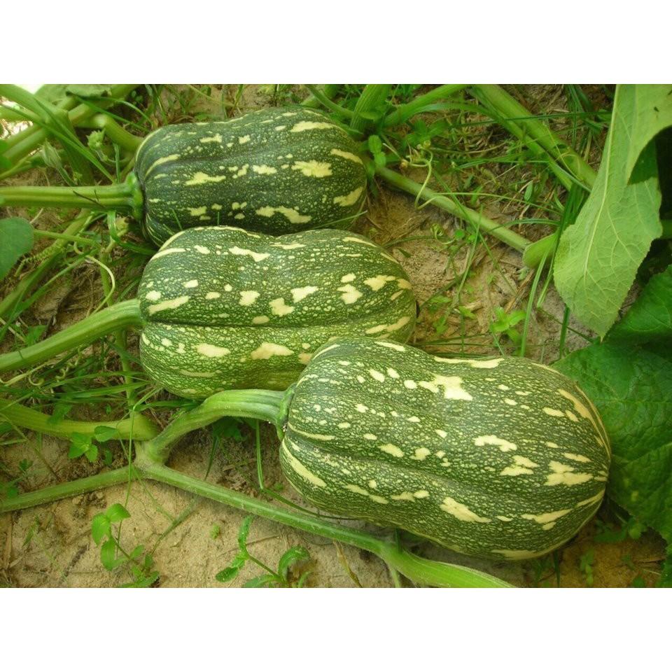 Hạt giống Bí Hạt Đậu Lai - gói 01gr