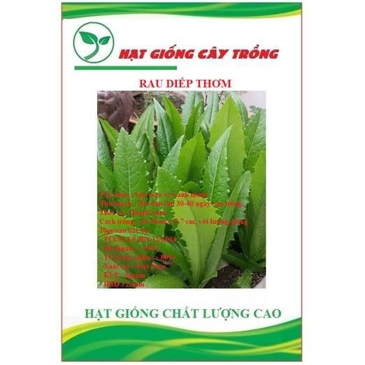 Hạt giống rau diếp thơm - Gói 3gram