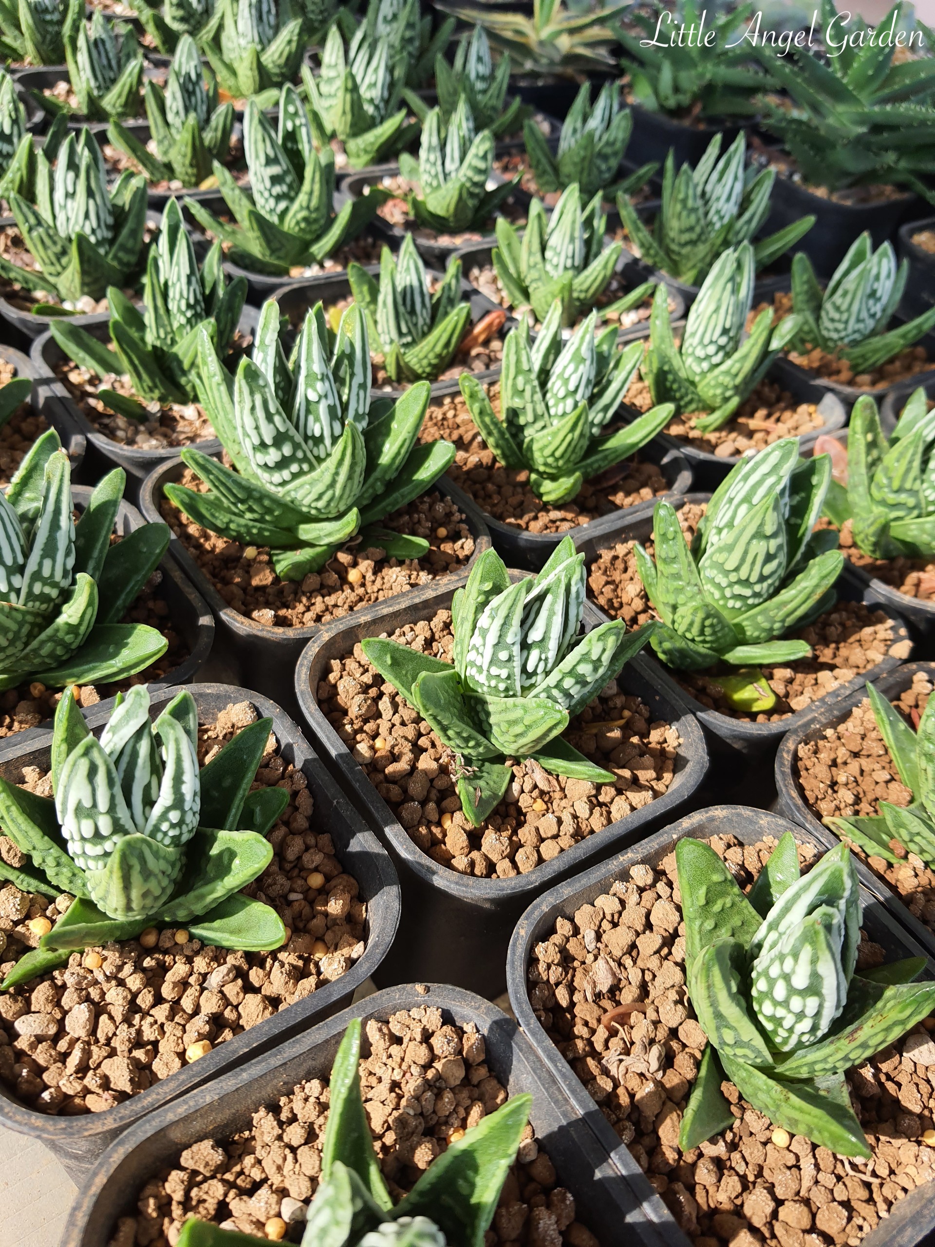 Cây sen đá kim cương "Nước mắt Thiên Thần" | Haworthia Tulista "Pumila Tenshi No Namida"
