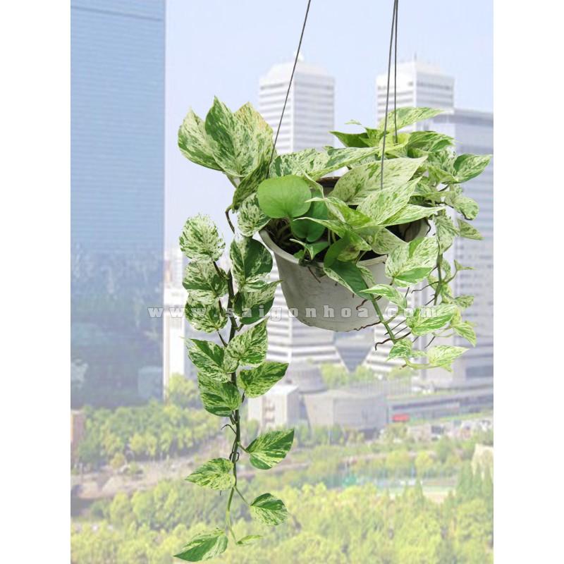 Cây Trầu Bà Sữa