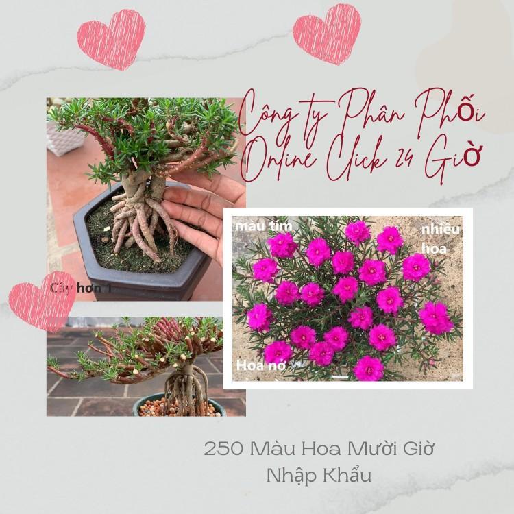 10 Cành Giống Hoa Mười Giờ Bonsai Loại Chuyên Nuôi Gốc To Để Làm BonSai Trồng Được Lâu Năm Hoa Nở Cả Ngày Mau Lớn