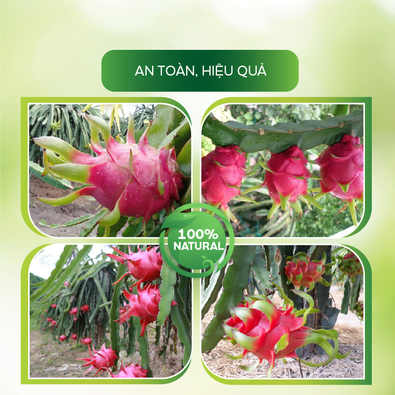 Chế Phẩm Trừ Bệnh Thanh Long Chống Lem Trái, Thối Trái Cho Cây Ngăn Chặn Nấm Bệnh - AT Bao Trái Q99 100ml