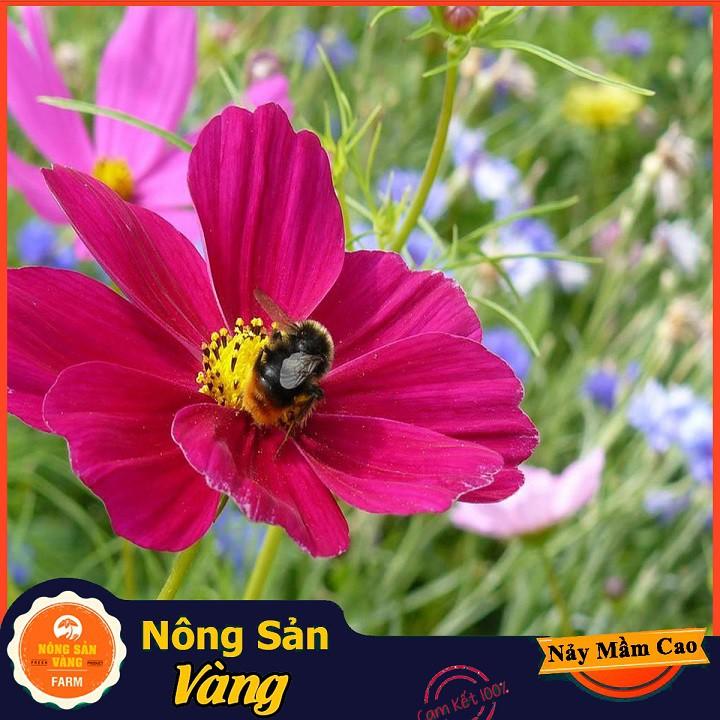 Hạt giống Hoa Cánh Bướm Nhiều Màu
