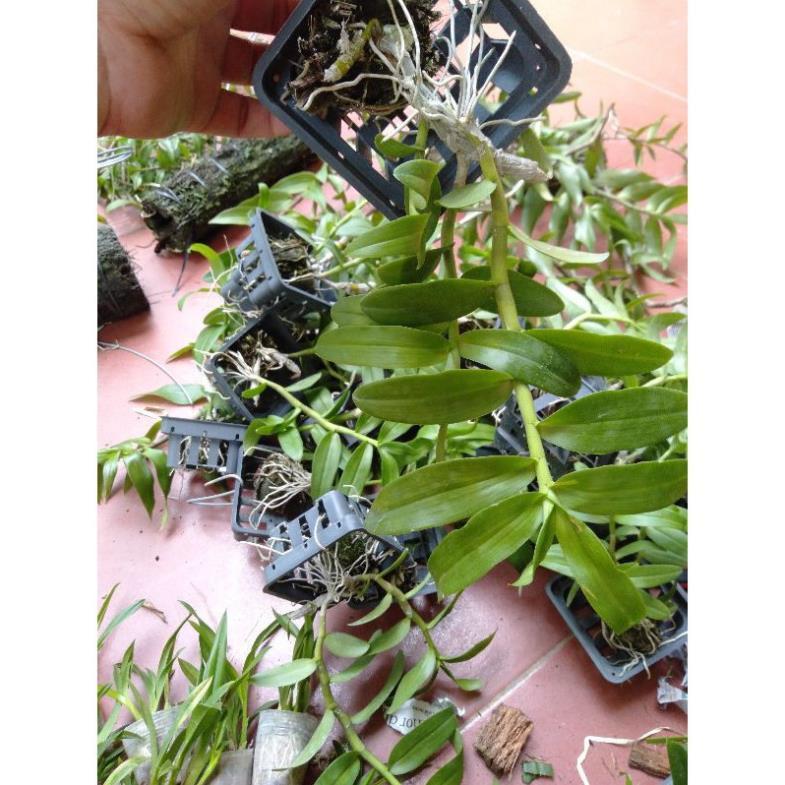Hoa phong lan phi điệp trắng gieo hạt