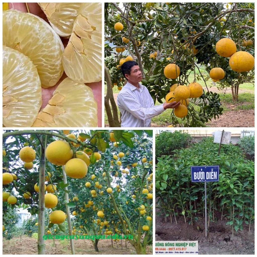Cây Giống Bưởi Diễn