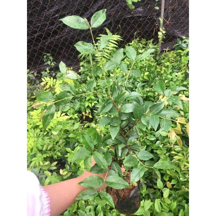 CÂY GIỐNG NHO THÂN GỖ TƯ QUÝ