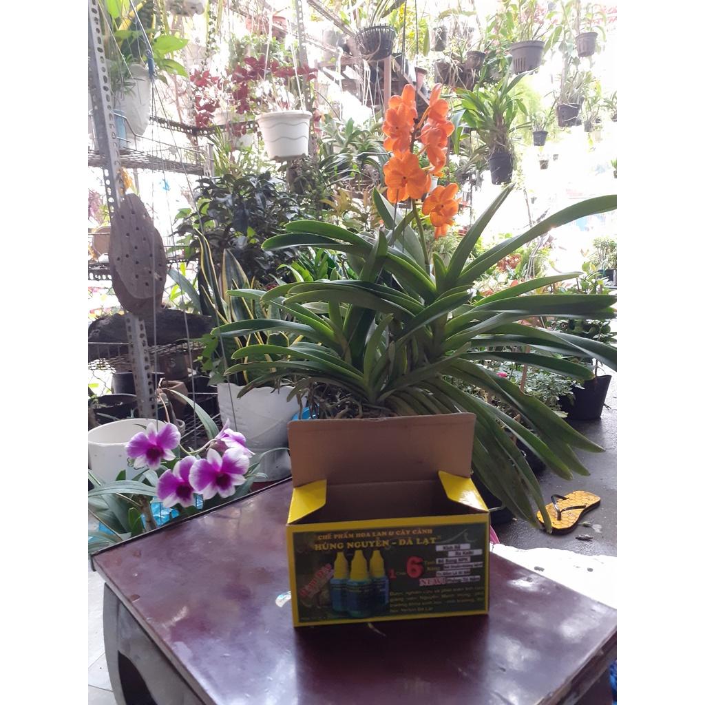 chế phẩm hoa lan (hùng nguyễn - đà lạt)/45k/chai, hộp 10 chai 450k.