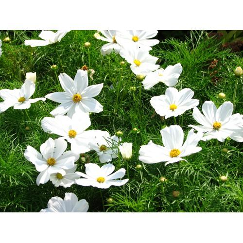 HẠT GIỐNG HOA SAO NHÁI BẠCH TUYẾT