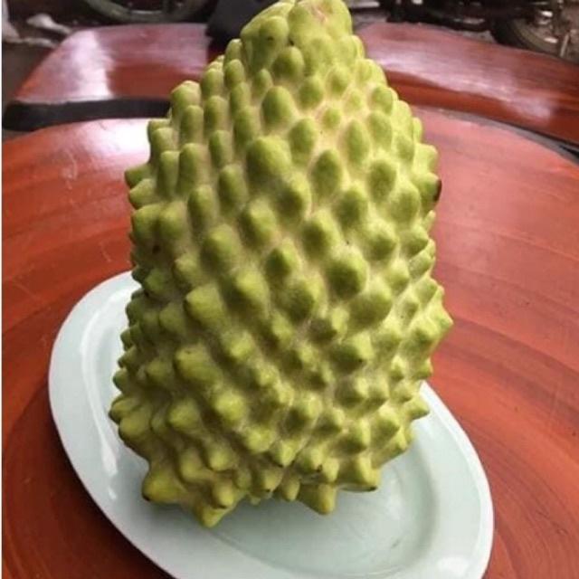 Cây na sầu riêng nhập khẩu cam kết chuẩn giống