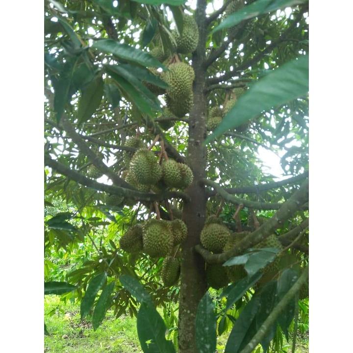 Cây giống sầu riêng dona gốc to 2 năm