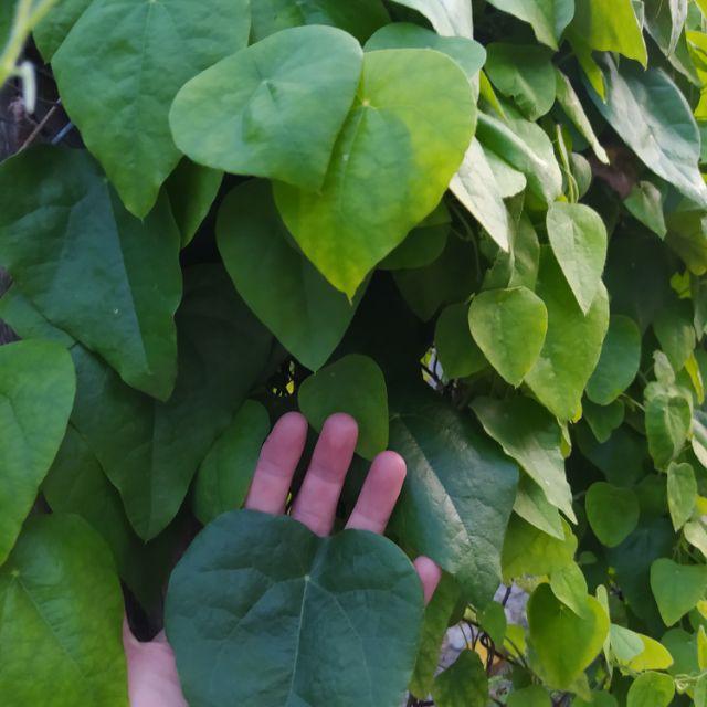 Hạt giống cây sương sâm lông - 1 gói 30 hạt