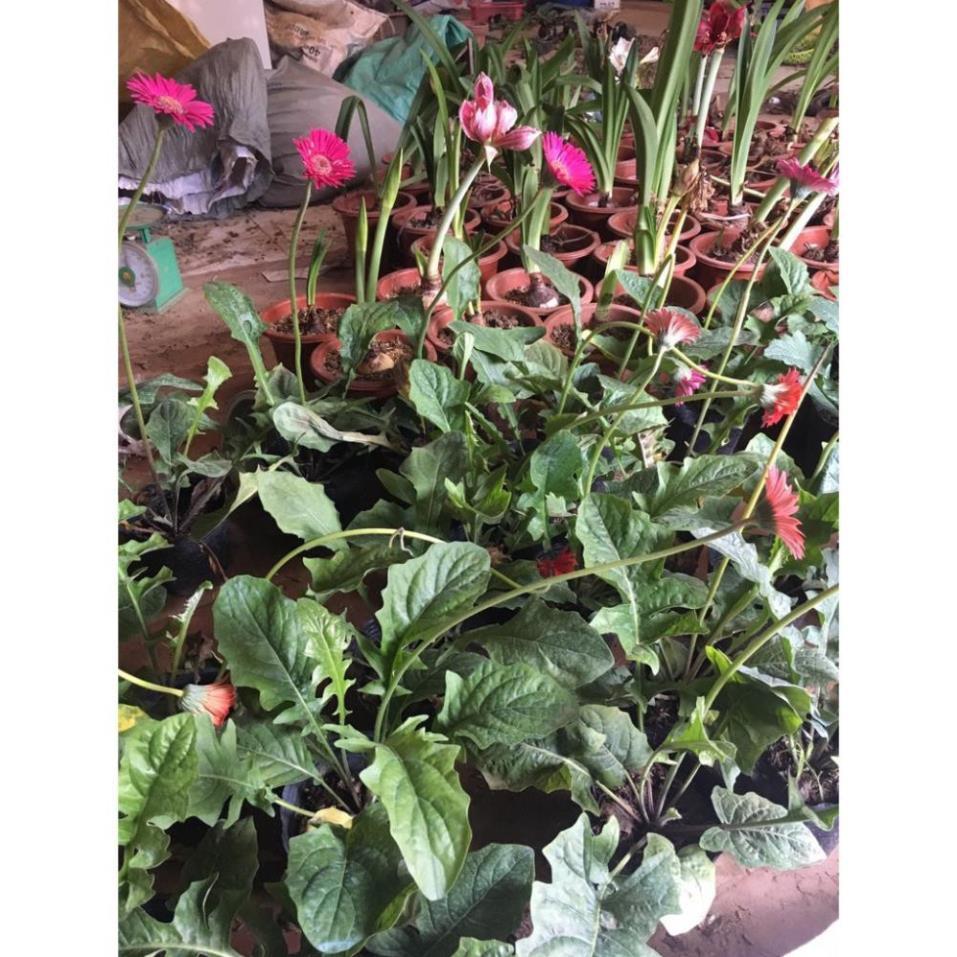 COMBO 2 CHẬU HOA ĐỒNG TIỀN HÀ LAN DÒNG CAO CÁNH KÉP, MÀU SIÊU ĐẸP