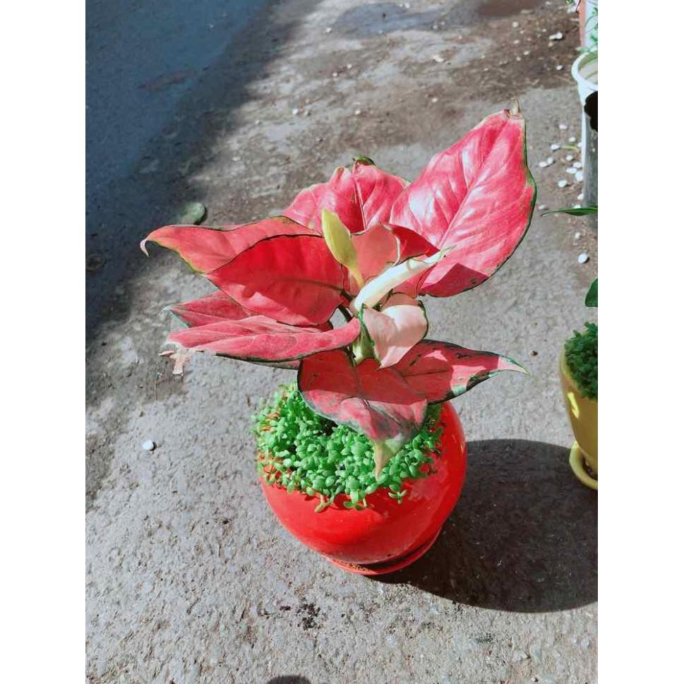 Chậu Vạn Lộc Bán Chạy