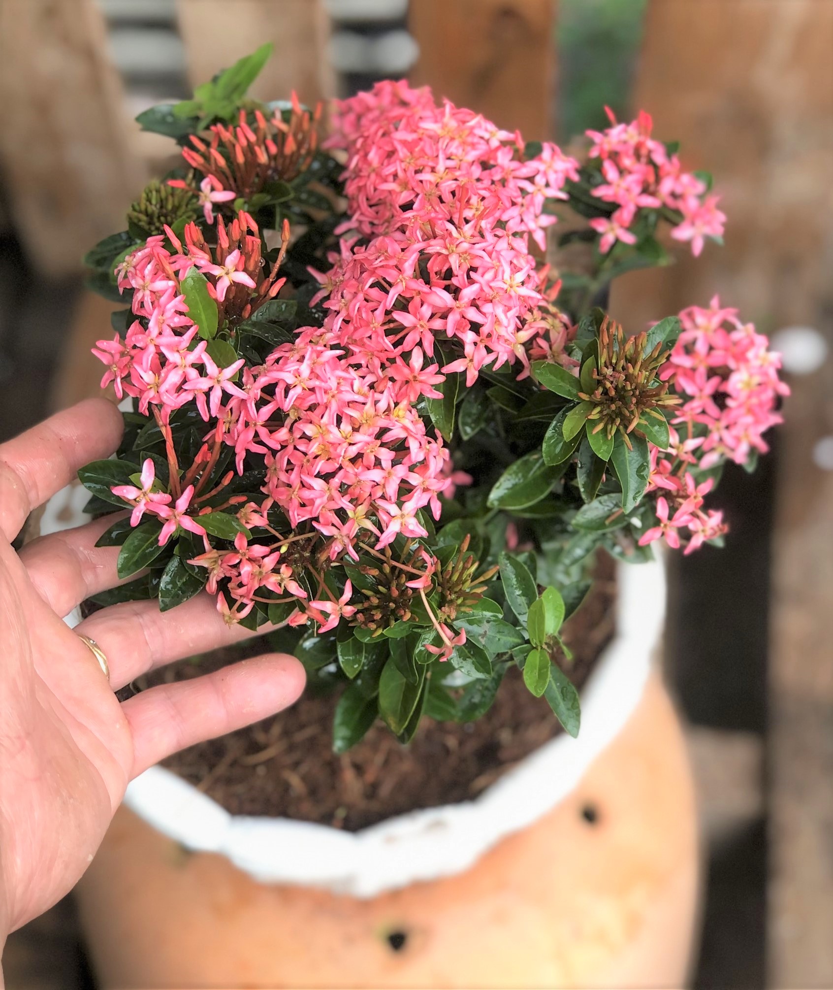 Cây hoa trang Thái màu hồng