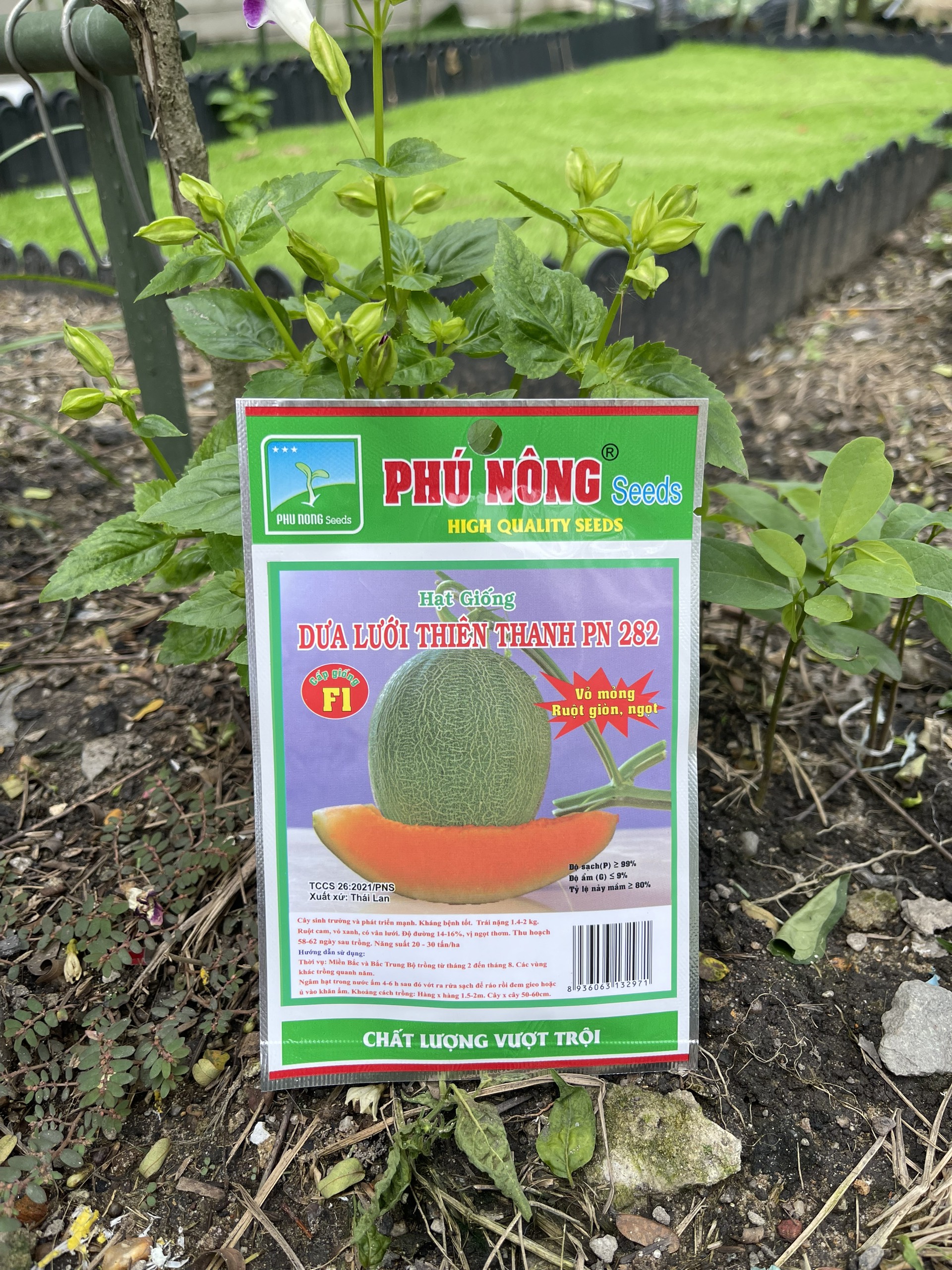 Hạt giống Dưa Lưới Thiên Thanh PN-282