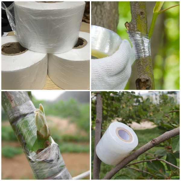5 Cuộn Băng keo PE chuyên sử dụng trong ghép cành cây, chiết cây
