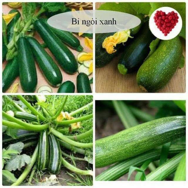 10 HẠT BÍ NGỒI XANH F1 CAO SẢN ĐẶC RUỘT NẢY MẦM TRÊN 90%