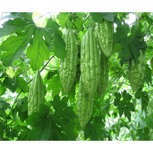 Hạt giống Khổ qua F1 , đóng gói 10 hạt