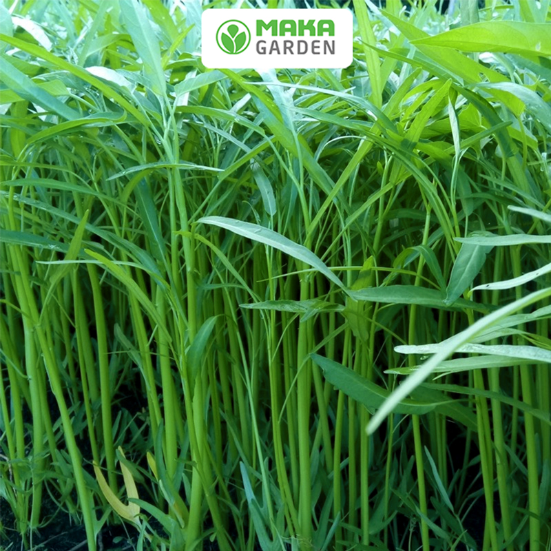 Hạt Giống Rau Muống Lá Tre Rado 12 - Gói 50Gr - Dễ Trồng, Sinh Trưởng Tốt, Năng Suất Cao