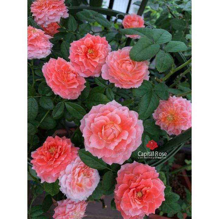 Cây hoa hồng ngoại La Chance đẹp từ sự tinh tế nhẹ nhàng