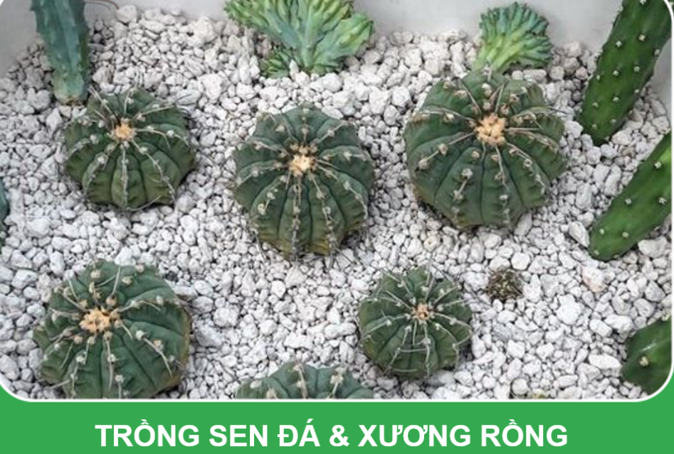Đá Pumice size 5-8mm - dùng lót chậu, rải bề mặt sen đá, xương rồng, bonsai trồng cây, lọc nước bể thủy sinh, ủ phân, cải tạo đất