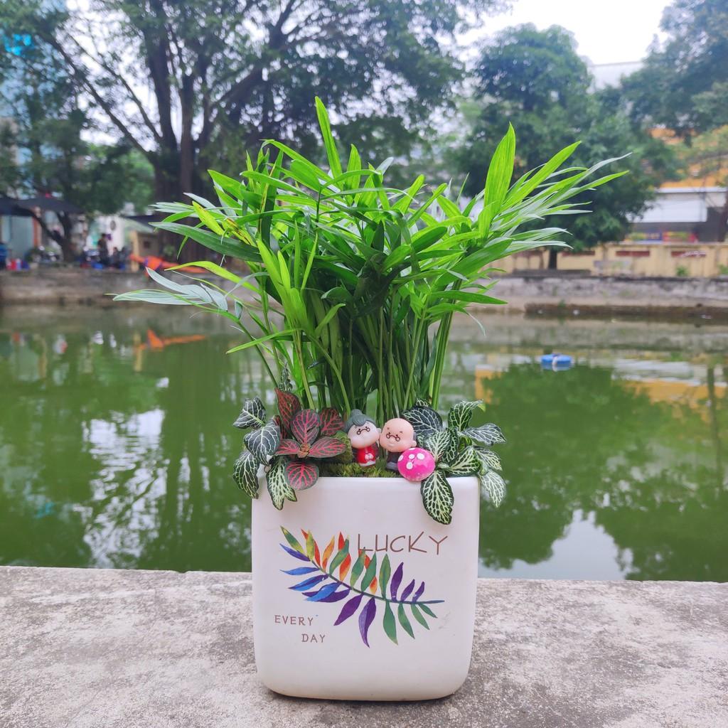 Cây cau tiểu trâm trồng chậu sứ đẹp, phối tiểu cảnh sinh động đẹp mắt, chụp ảnh cây trước khi gửi khách