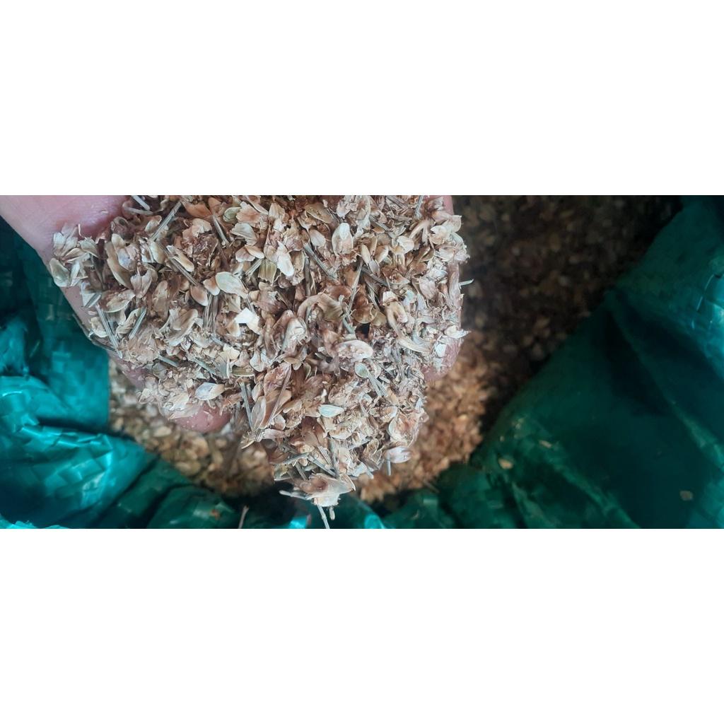 200 gram hạt giống cây phi lao
