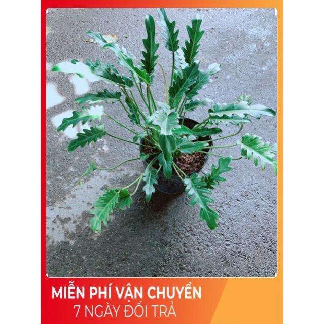 Trầu Bà Chân Vịt