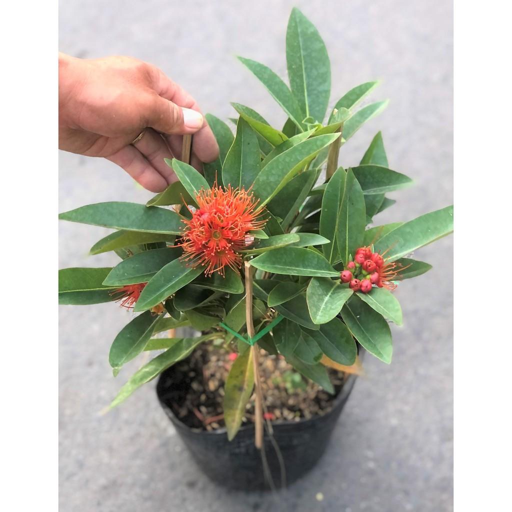 Cây Mai Thái hoa màu đỏ