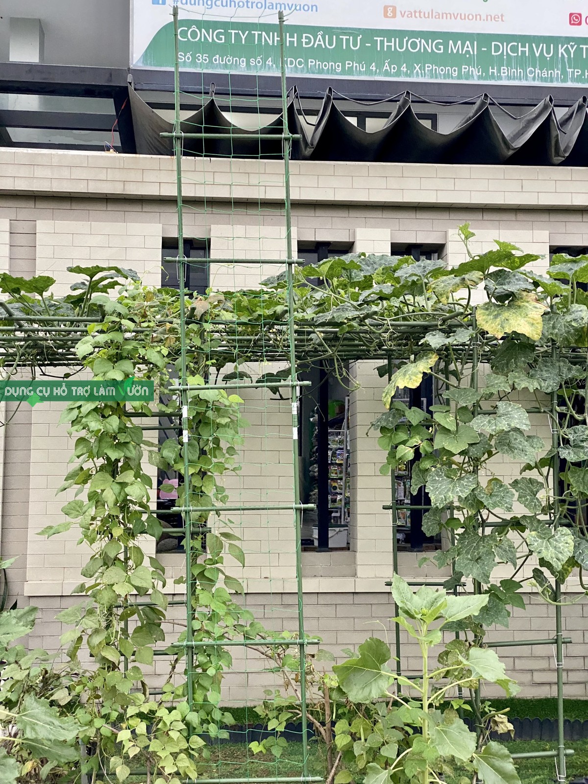 GIÀN THANG CHO CÂY LEO RỘNG 50*CAO 210CM- ỐNG PHI 16