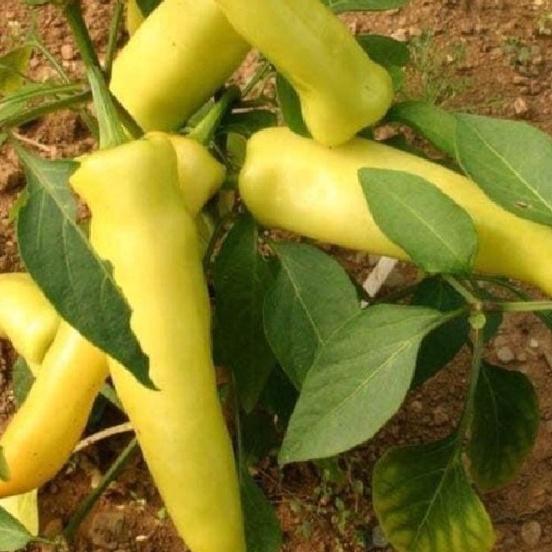 Hạt giống ớt đùi gà Thái Lan ,hạt giống chuẩn f1-gói 0,5 gram