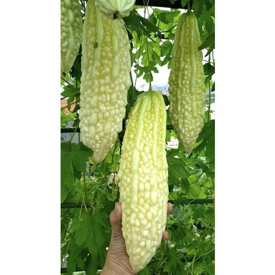 Hạt giống khổ qua bạch tuyết F1 CT24 - Gói 5 hạt