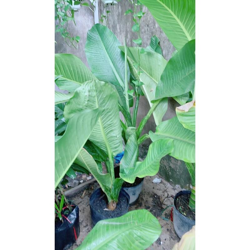 Đại Phú Gia Size Đại