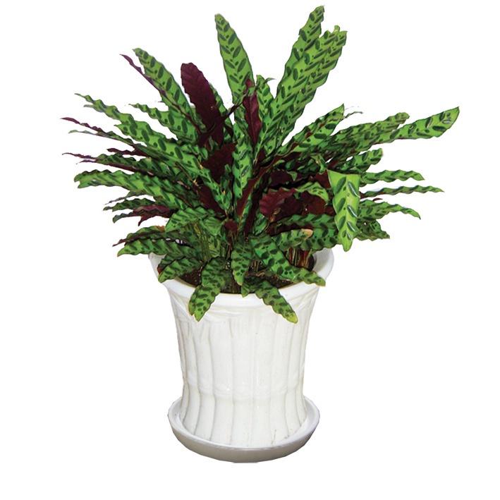 CHẬU ĐUÔI CÔNG LÁ DÀI, CÂY PHONG THỦY MANG LẠI TÀI LỘC CHO GIA CHỦ