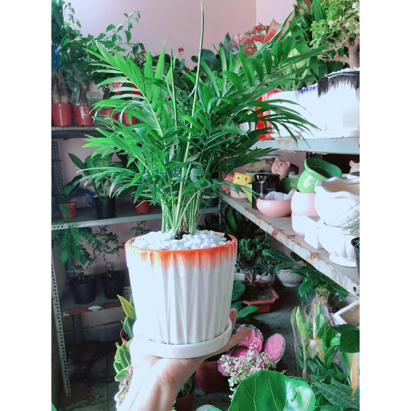 Chậu Cây Cau Tiểu Trâm