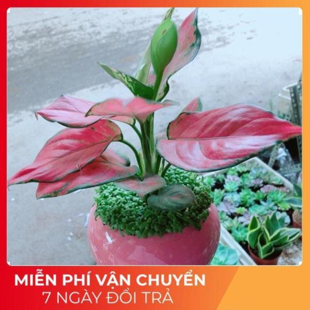 Chậu Vạn Lộc Hồng