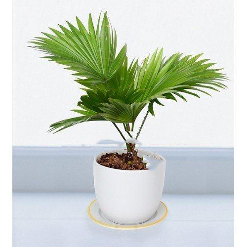 Cây GIỐNG CỌ CẢNH *