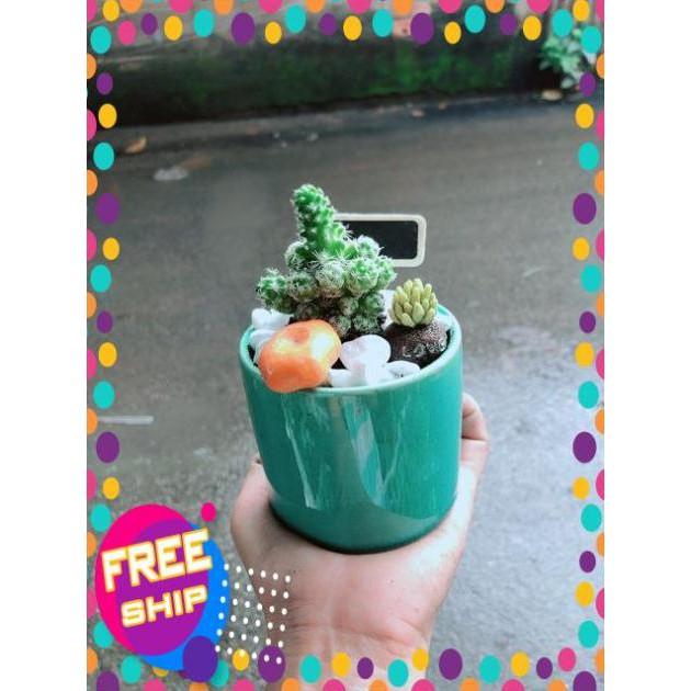 Chậu Xương Rồng Tiểu Cảnh