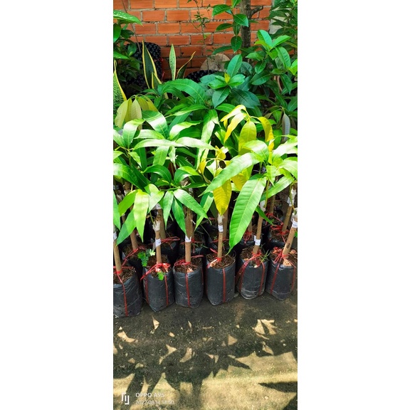 CÂY GIỐNG XOÀI TƯỢNG DA XANH