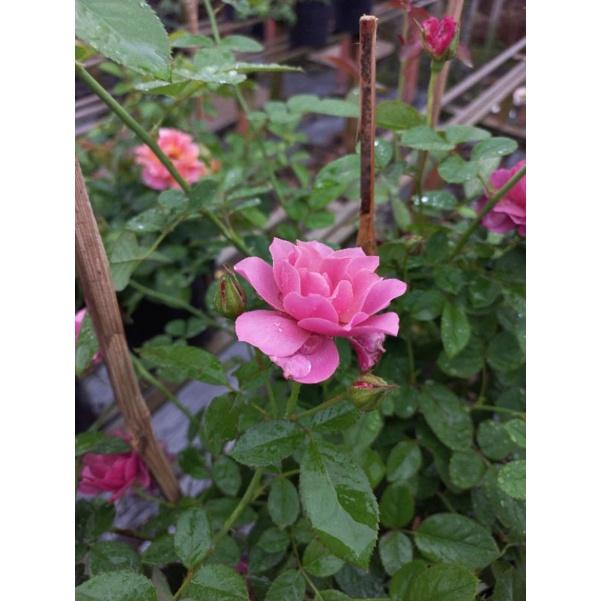Hoa hồng hồng aoi, hồng ngoại, hồng bụi, thân lùn, nguyên bản