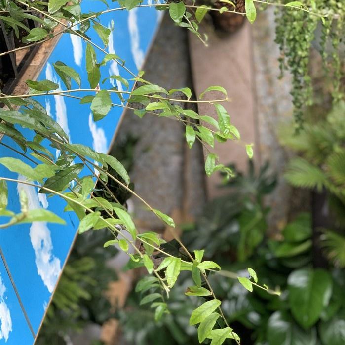 Cây Cúc Tần Ấn Độ - Cây leo trồng hàng rào, ban công chống nắng nóng