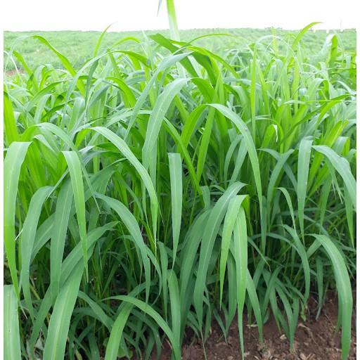 Hạt giống cỏ Mombasa Ghine - Cỏ xả lá lớn gói 1kg chất lượng cao, giống chuẩn