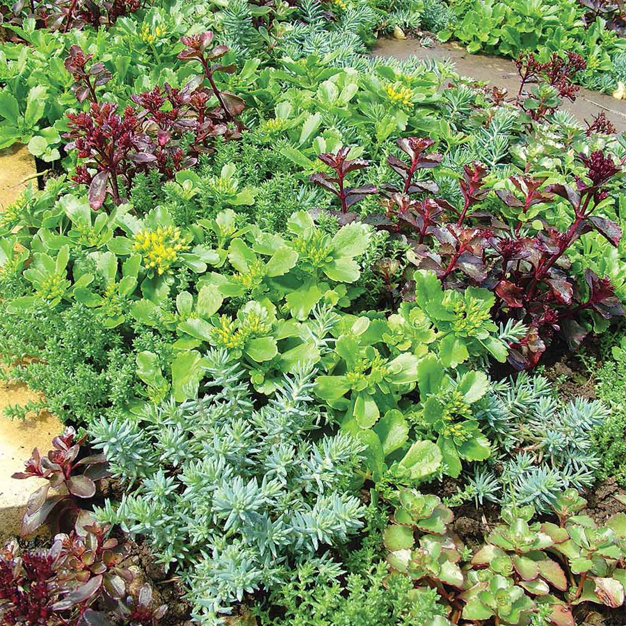 Hạt Giống Sen Đá Sedum Mix Chịu Hạn