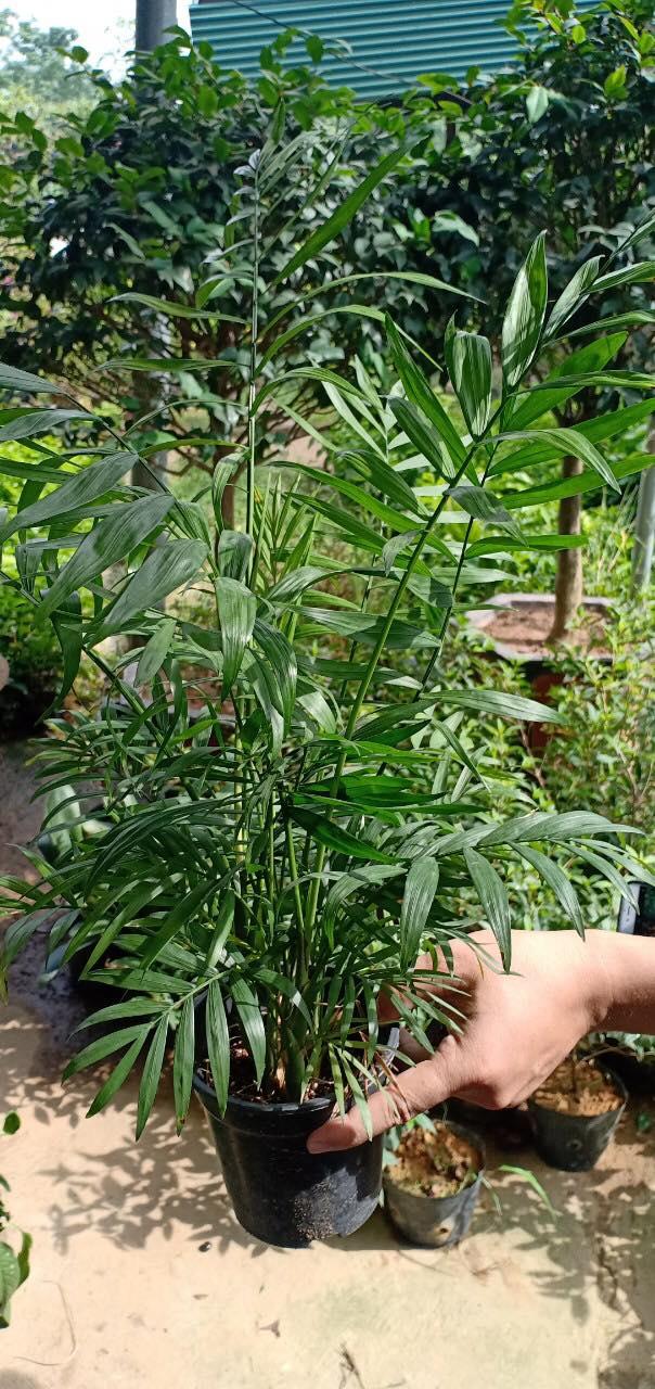 Cây cau tiểu trâm, cau tiểu châm, thanh lọc không khí trang trí nhà cửa