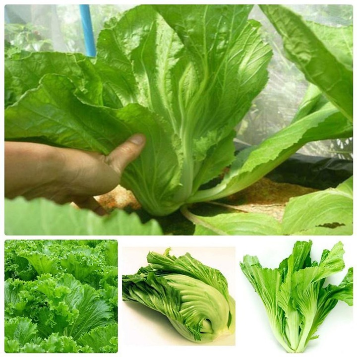 Hạt giống Cải bẹ dưa gói 20gram
