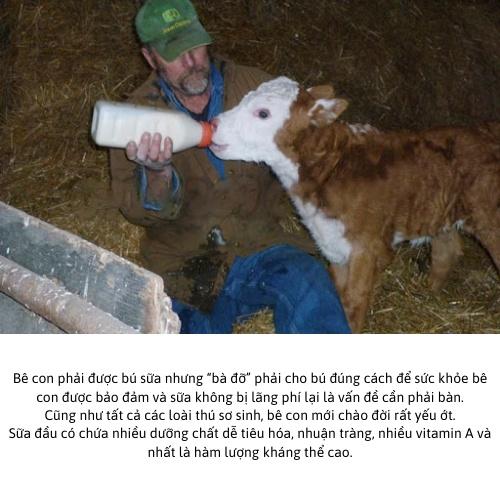 Bình Bú Sữa Cho Bê Nghé Trâu Bò - Dung tích 2L
